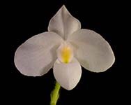 Paph delenatii alba